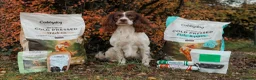 English Springer Spaniel dogs for sale: Quality ESS Puppies for Sale - Advert 3