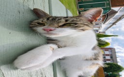 British Shorthair cats for sale: BSH Tortoise Shell  - Image 5