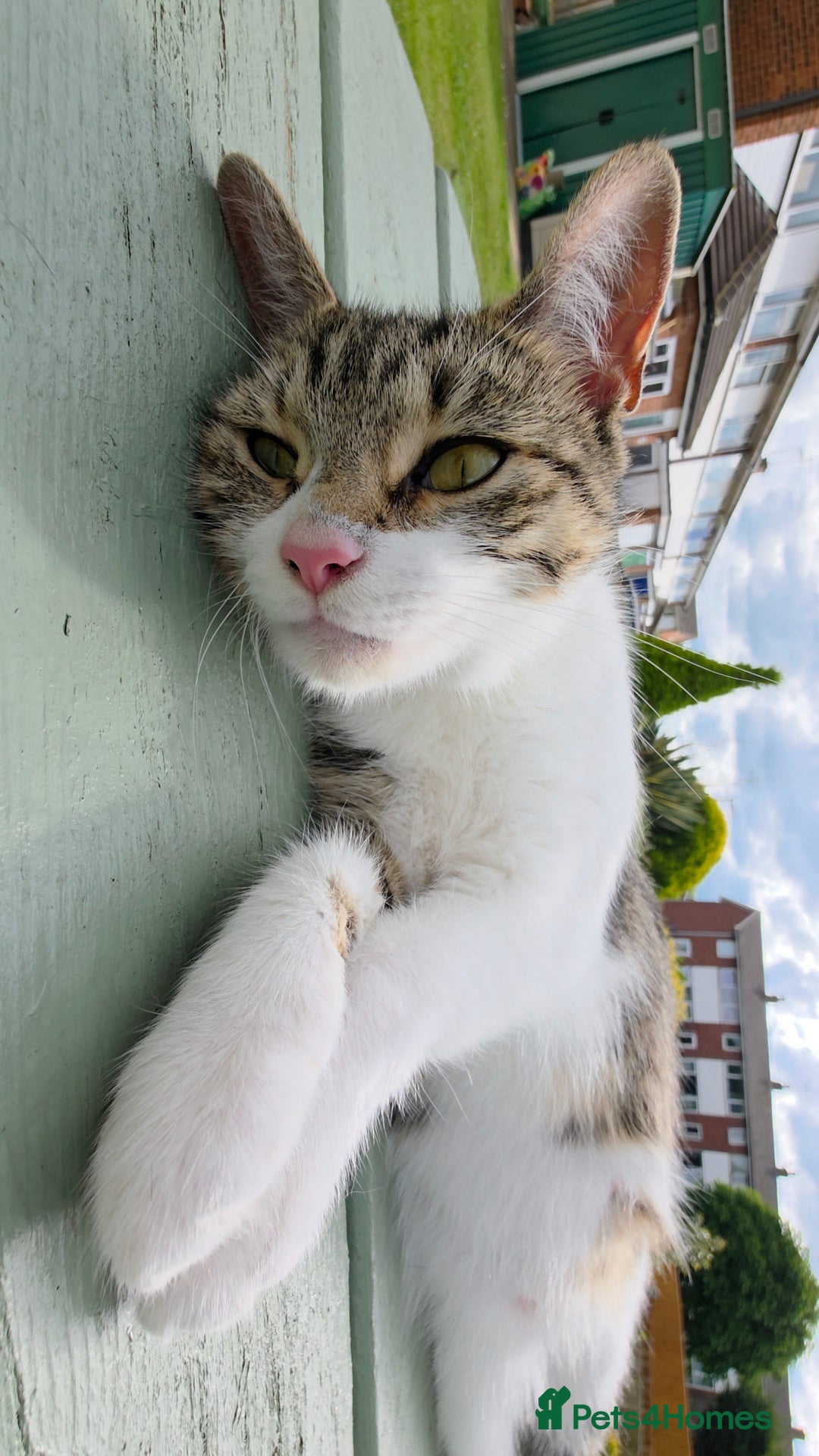 British Shorthair cats for sale: BSH Tortoise Shell  - Image 5