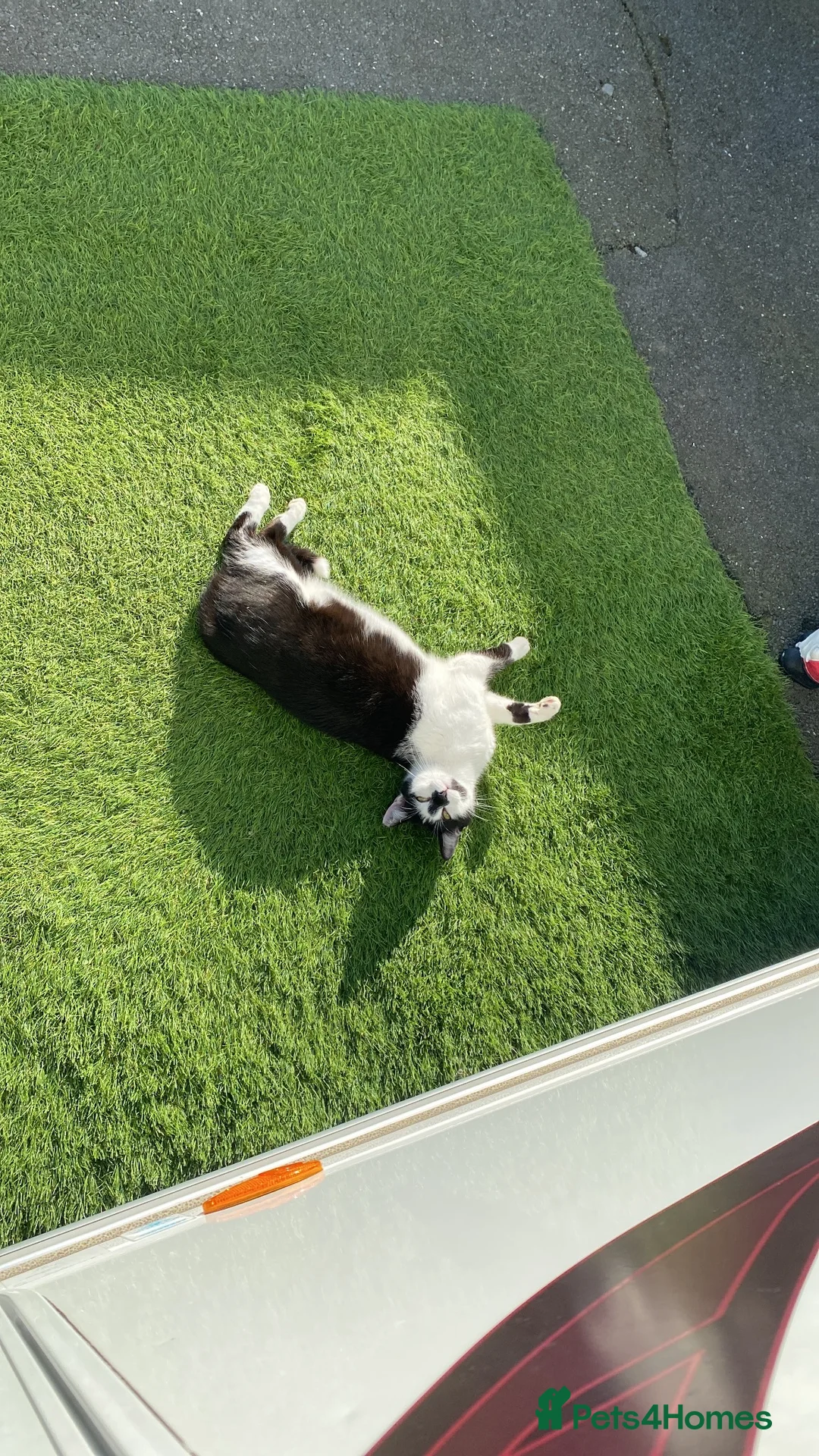Mixed Breed cats for sale: 6 beautiful kittens in Basildon - Advert 1
