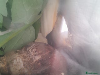 Snails invertebrates in Clacton-on-Sea - Advert 20