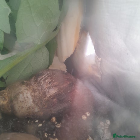 Snails invertebrates in Clacton-on-Sea - Advert 3