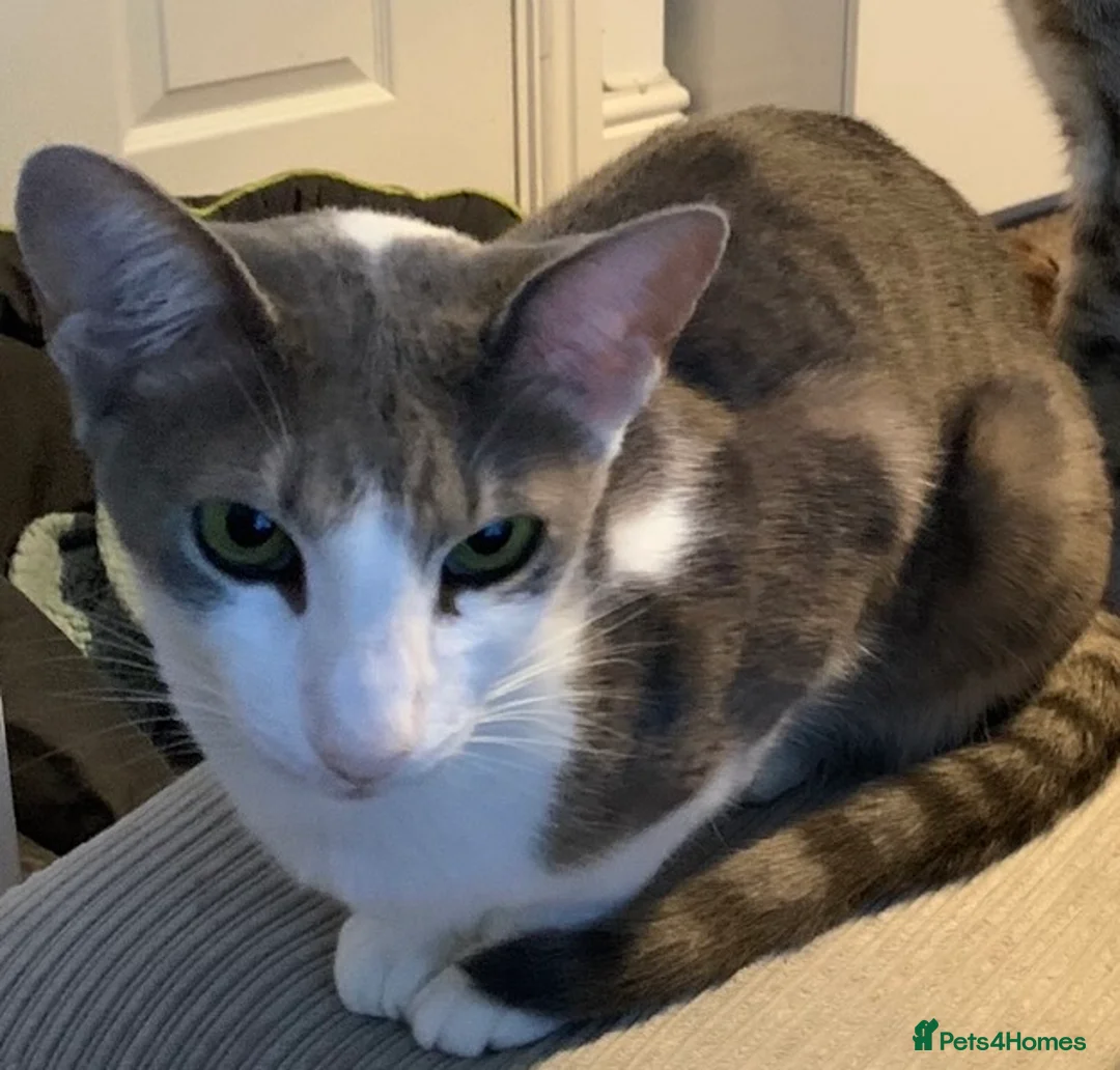 Mixed Breed cats for sale: Two gorgeous oriental/bengal cats  - Advert 2