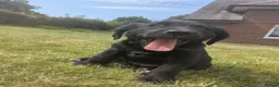 Mixed Breed dogs for sale: Gorgeous Kelpie cross/ golden retriever puppies  - Advert 15