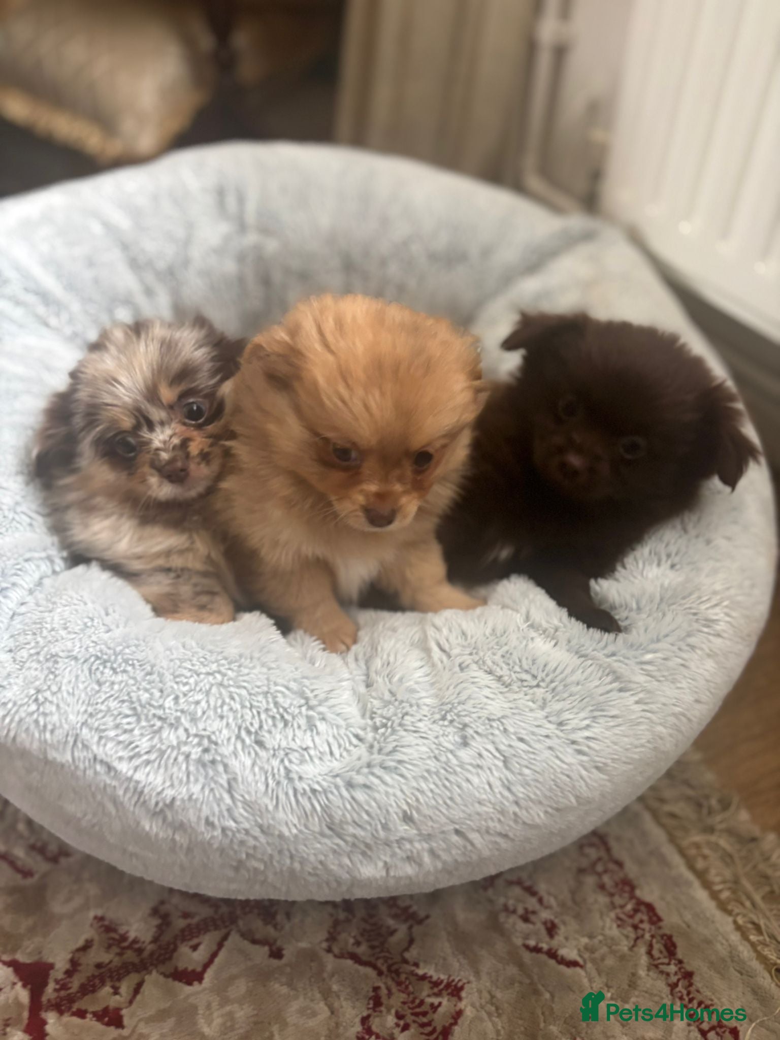 Mixed Breed dogs Teddy bear pomeranian X yorkie poo pups  - Advert 1