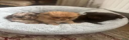 Mixed Breed dogs for sale: Teddy bear pomeranian X yorkie poo pups  - Advert 1