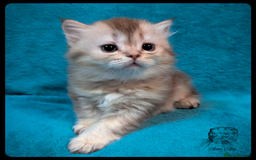 Scottish Fold cats for sale: TICA Registered Scottish kittens - Image 10
