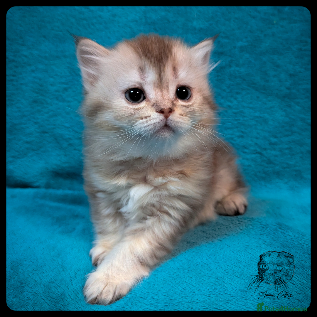 Scottish Fold cats for sale: TICA Registered Scottish kittens - Image 10
