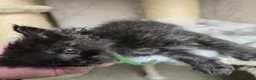 Maine Coon cats for sale: Hand Reared Black Smoke Maine Coon Kittens - Advert 9