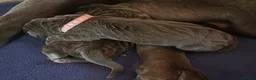 Neapolitan Mastiff dogs for sale: Rare breed Neapolitan mastiff puppies  - Advert 29