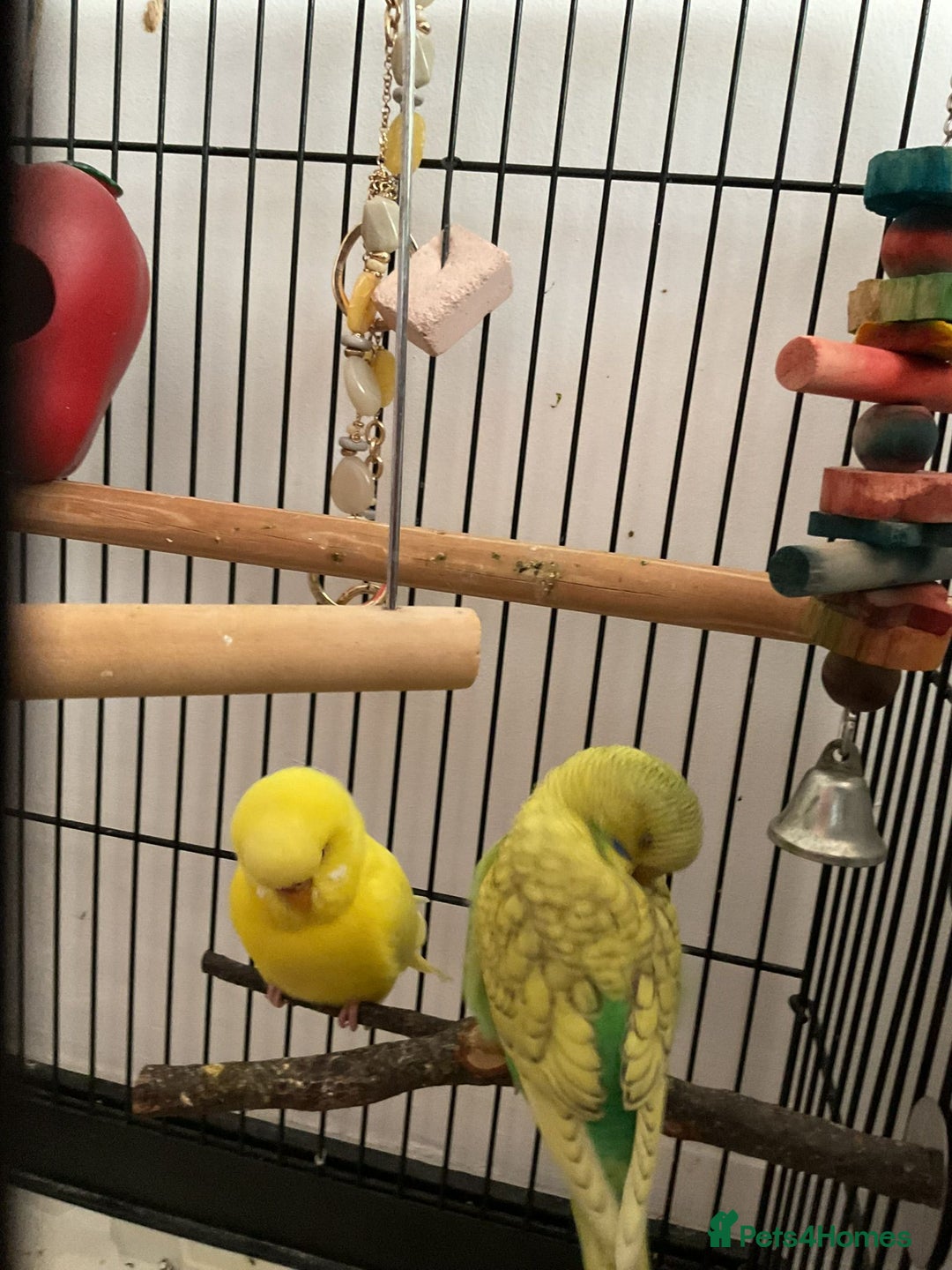 Budgerigars birds for sale: Budgies Birds - Image 5