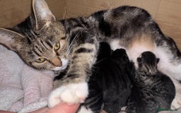 Mixed Breed cats for sale: 4 Adorable kittens left  - Image 4