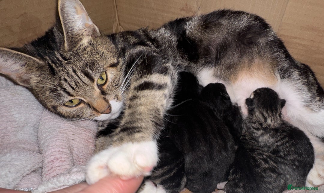 Mixed Breed cats for sale: 4 Adorable kittens left  - Image 4