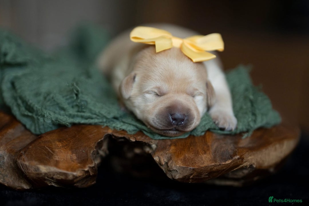 Labrador Retriever dogs for sale: Chunky KC Registered Labrador puppies - Image 2