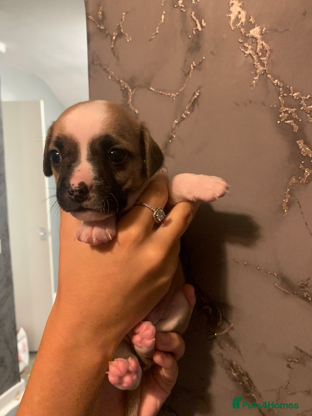 Jug dogs for sale: Beautiful litter of jack russle x jug - Image 19