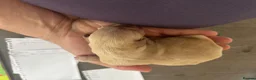 Springador dogs for sale: Springador puppies  - Advert 10