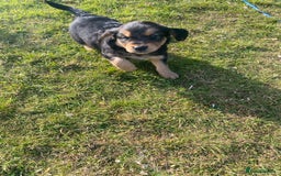 Mixed Breed dogs for sale: 8 Beautiful pups looking their forever home🥰 - Image 11