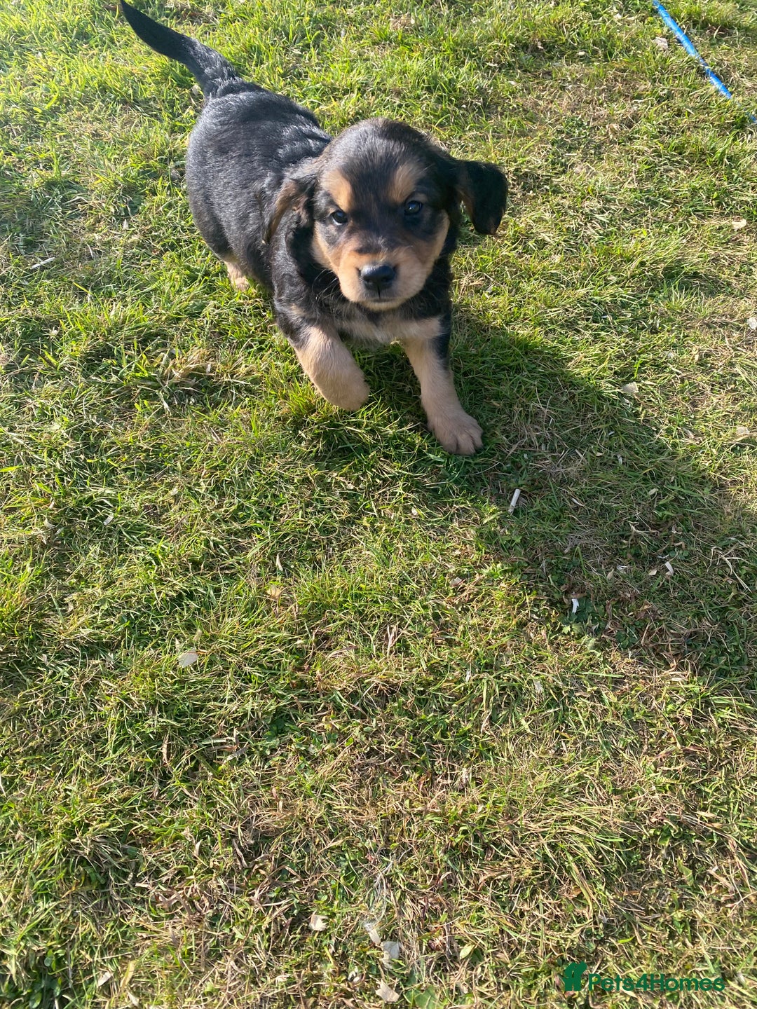 Mixed Breed dogs for sale: 8 Beautiful pups looking their forever home🥰 - Image 11