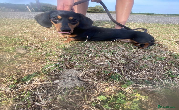 Dachshund dogs - Advert 4
