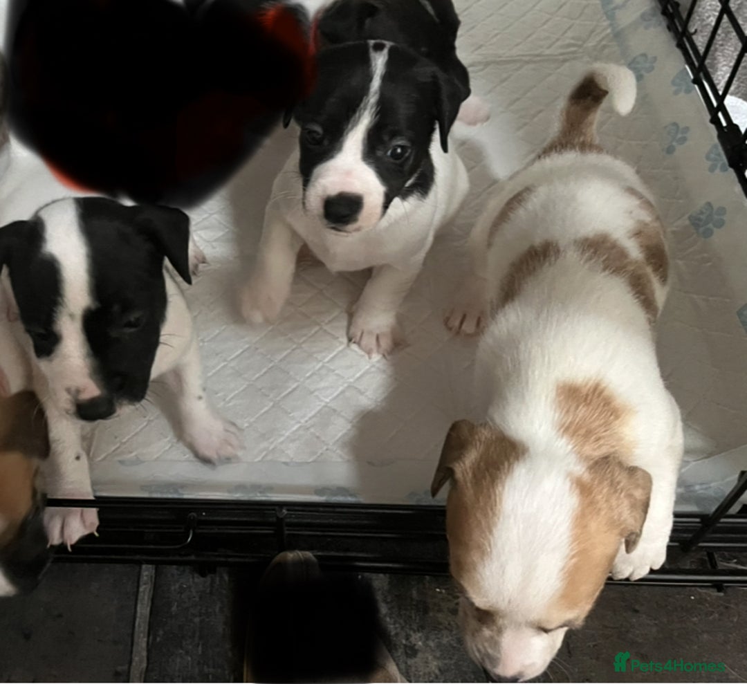 Jack Russell dogs for sale: 3 male jack russells - Image 2