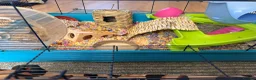 Hamster rodents for sale: Hamster and full set up  in Nottingham - Advert 7