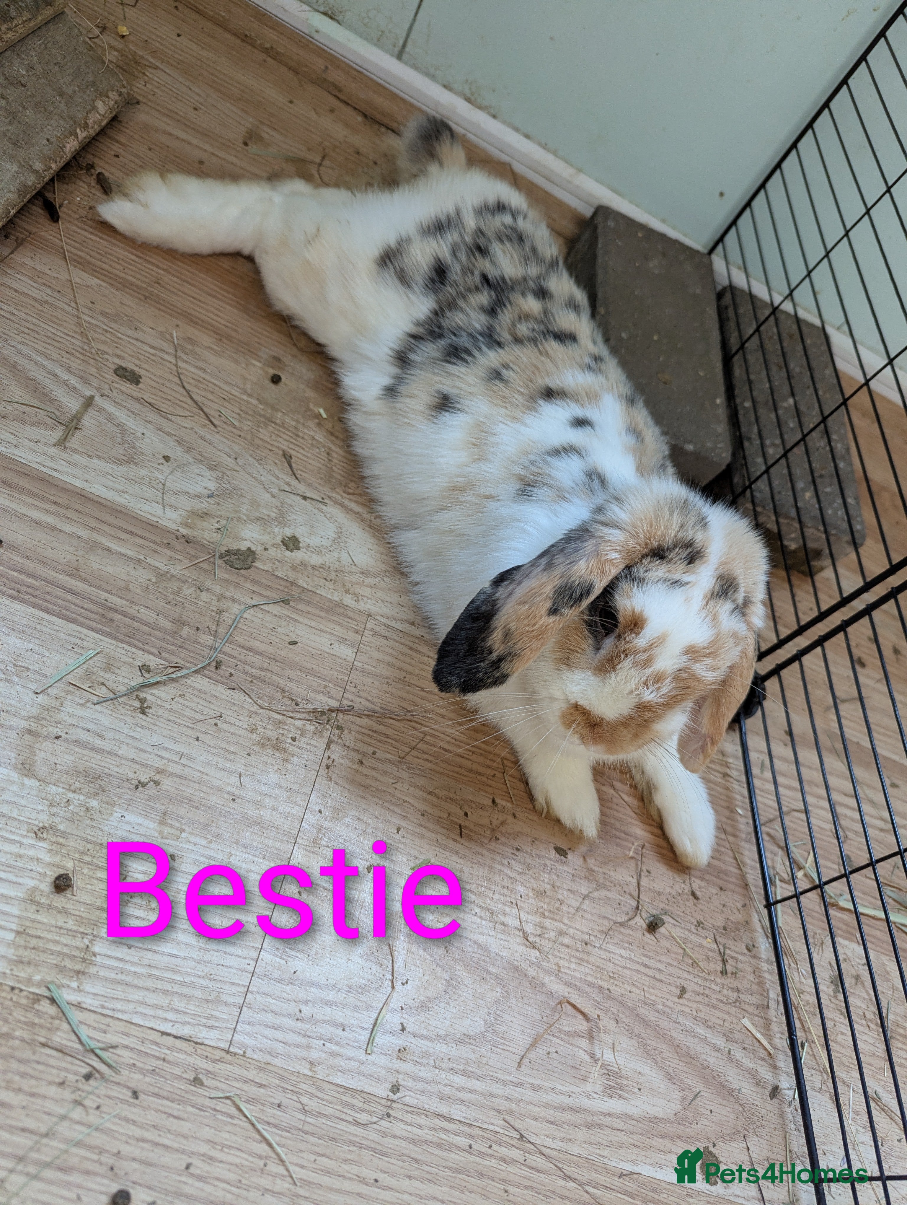 Mini Lop rabbits Female mini lop. Perfect house bunny. Friendly! - Advert 14