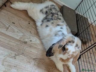 Mini Lop rabbits Female mini lop. Perfect house bunny. Friendly! - Advert 5