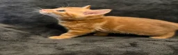 Mixed Breed cats for sale: Adorable little kittens. Mixed breed.  - Advert 15