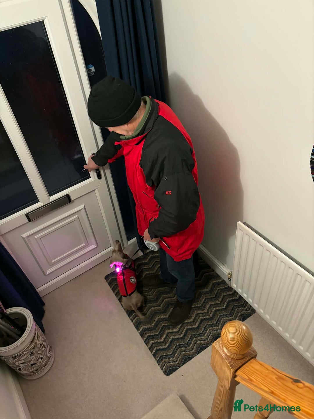 Miniature Dachshund dogs for sale: Miniature Dachsund Smooth Hair - Advert 15