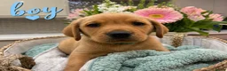 Labrador Retriever dogs for sale: Beautiful KC registered Labrador puppies  in Blandford Forum - Advert 2