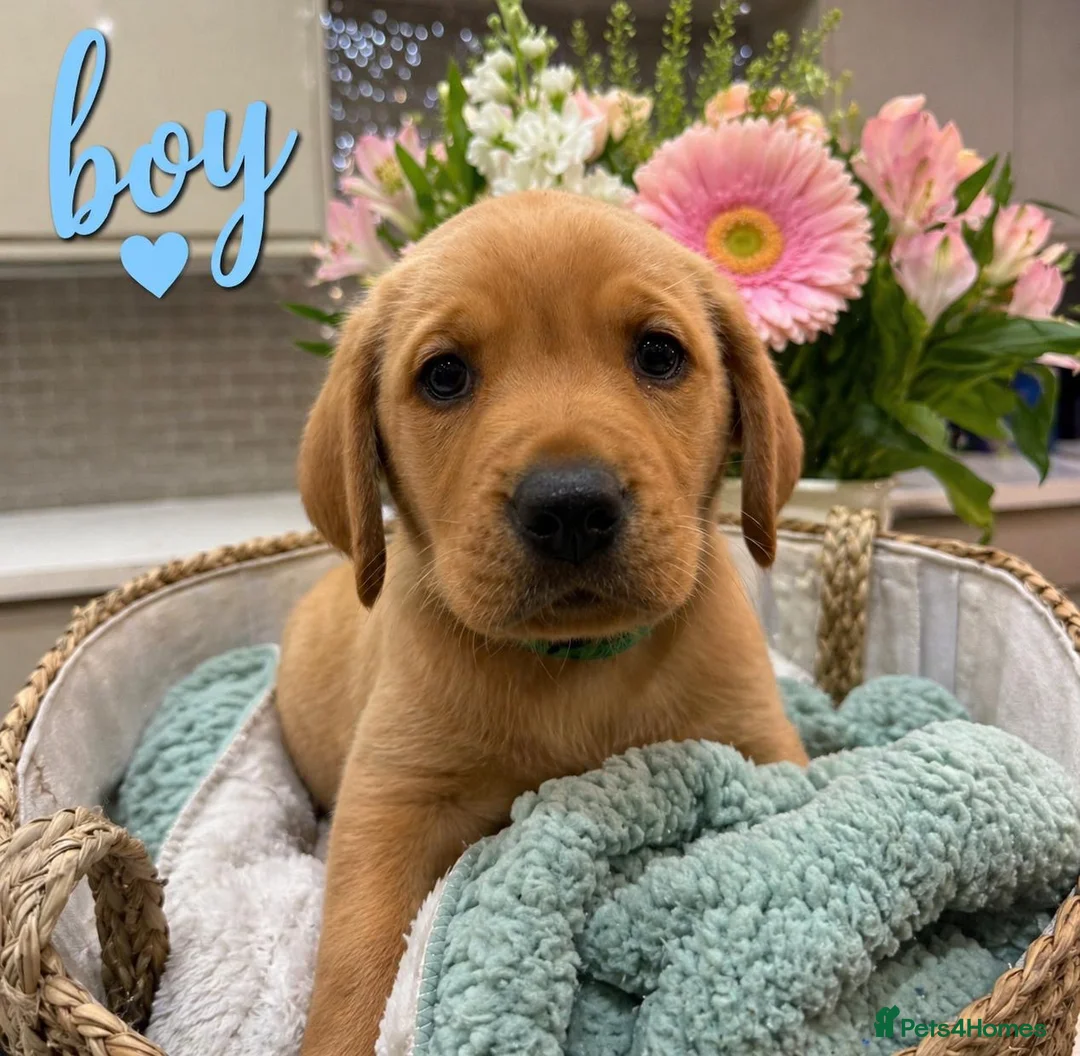 Labrador Retriever dogs for sale: Beautiful KC registered Labrador puppies  in Blandford Forum - Advert 2