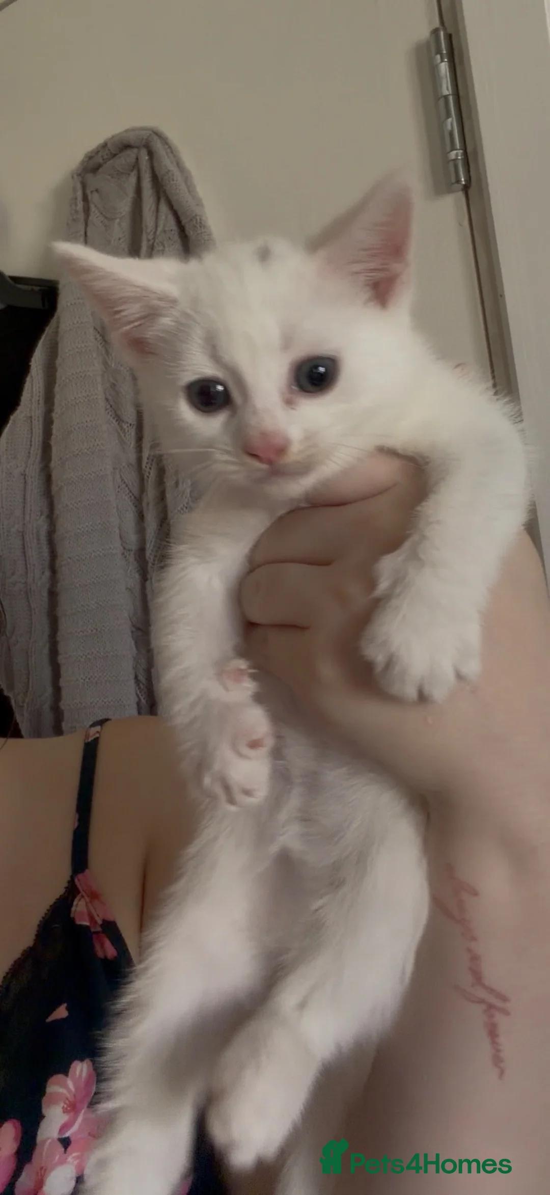 Mixed Breed cats for sale: kittens for sale  - Advert 14