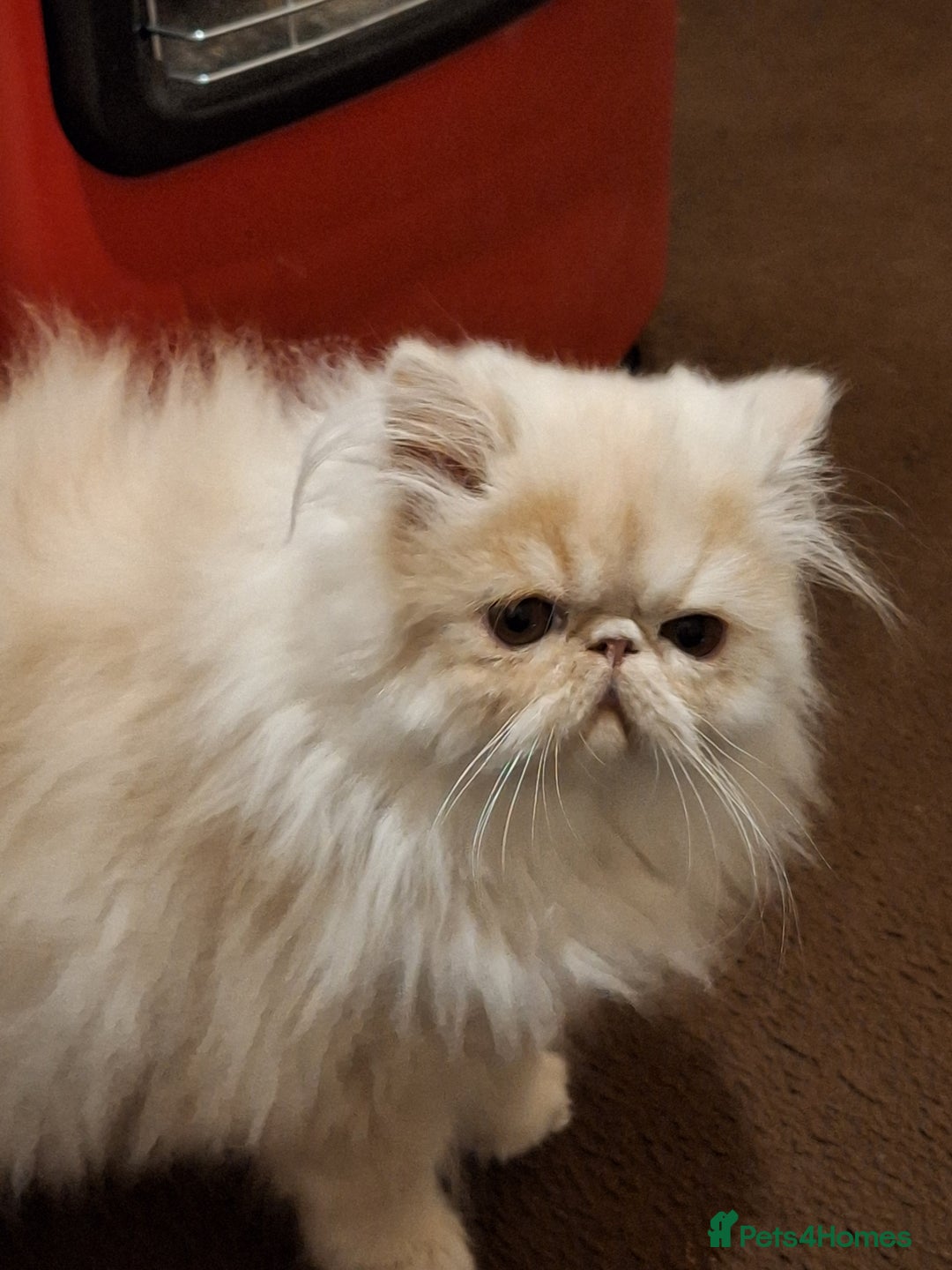 Persian cats for sale: Gorgeous pure bred persian female - Image 4