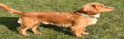 Cocker Spaniel dogs for stud: Handsome Working Cocker Spaniel at Stud in Spalding - Advert 2