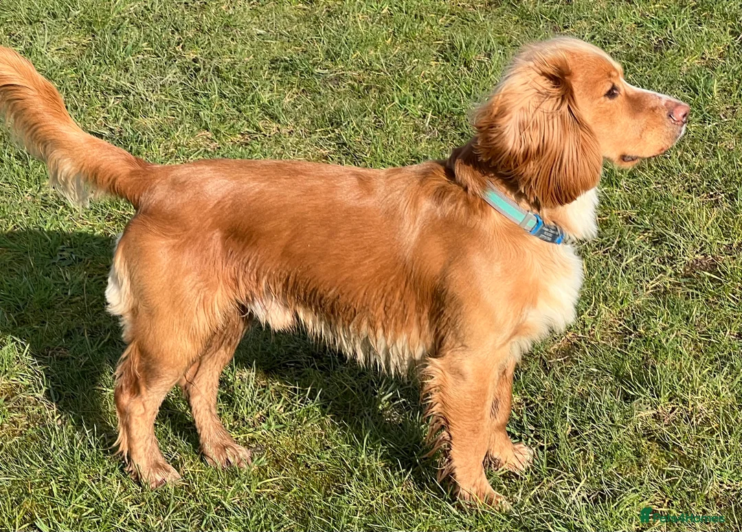 Cocker Spaniel dogs for stud: Handsome Working Cocker Spaniel at Stud in Spalding - Advert 2