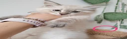 Ragdoll cats for sale: Adorable Ragdoll x Siberian mix kittens - Advert 12