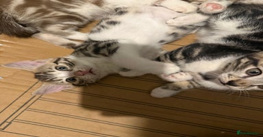 Mixed Breed cats 5 beautiful kittens  - Advert 5