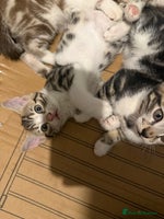 Mixed Breed cats 5 beautiful kittens - Advert 5