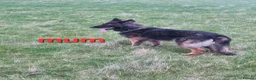 German Shepherd dogs for sale: READY TO GO!! 2 male german shepherds - Advert 14