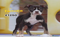 Old Tyme Bulldog dogs for sale: COUNCIL APPROVED⭐️5⭐️LICENSED.23 YEARS EXPERIENCE  - Image 7