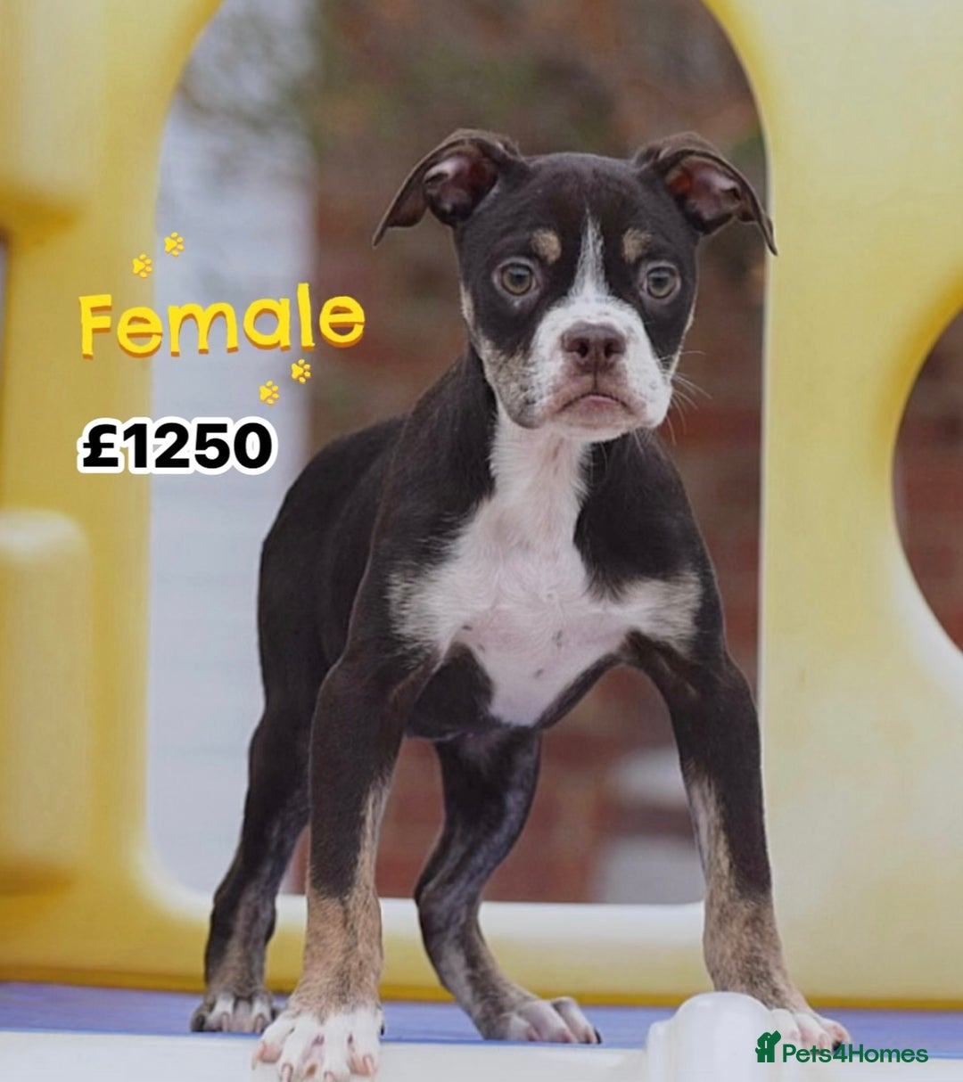 Old Tyme Bulldog dogs for sale: COUNCIL APPROVED⭐️5⭐️LICENSED.23 YEARS EXPERIENCE  - Image 7