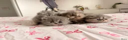 Persian cats for sale: Stunning PKD PRA clear Persian/exotic  - Advert 2