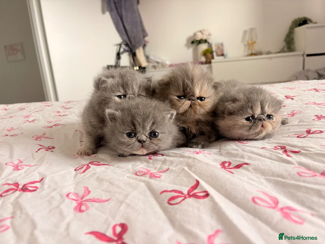 Persian cats for sale: Stunning PKD PRA clear Persian/exotic  - Advert 2