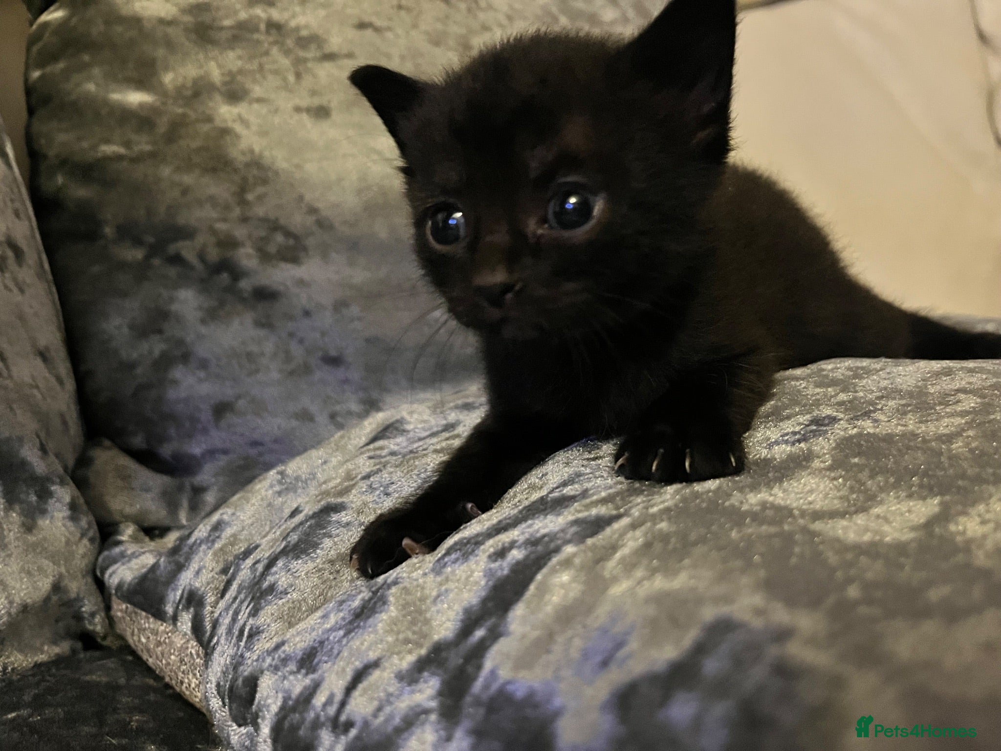 Mixed Breed cats Beautiful playfull kittens  - Advert 3