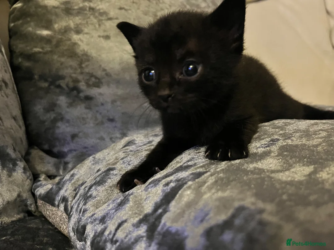 Mixed Breed cats for sale: Beautiful playfull kittens  in Nottingham - Advert 1