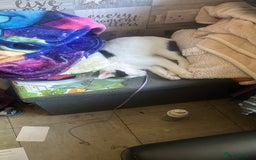 Oriental cats for sale: oriental cross  - Image 5