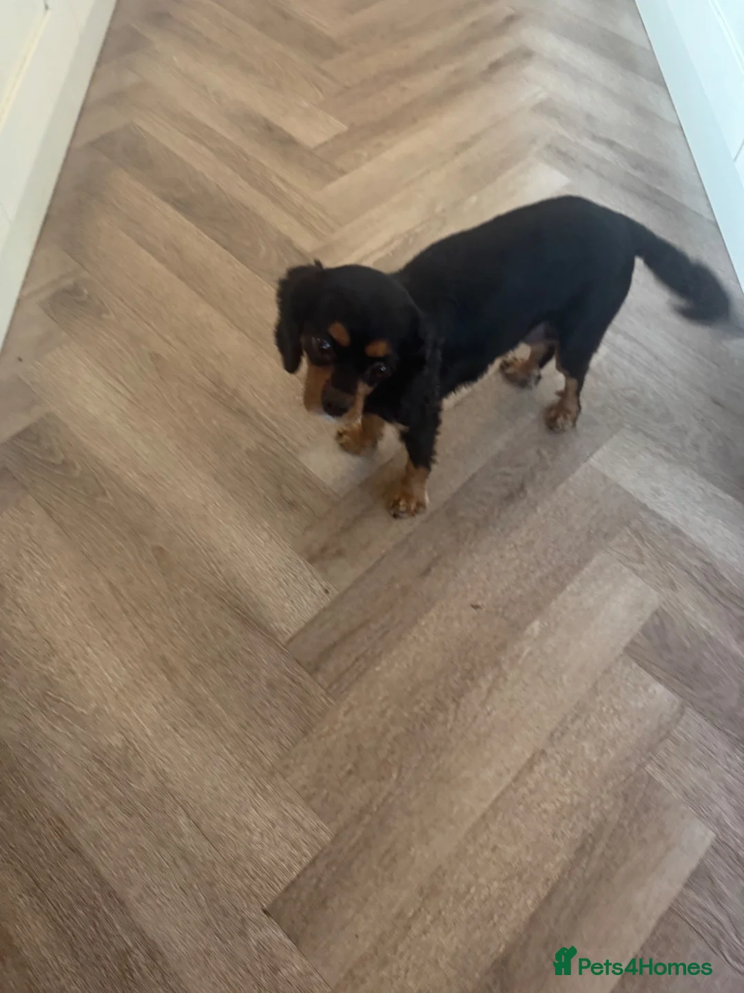 Cavapoo dogs for sale: Gorgeous f1 toy cavapoo pups (2 males available)  - Advert 8