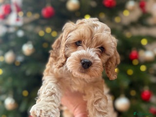 Cockapoo dogs F1 Cockapoo puppy - Advert 18