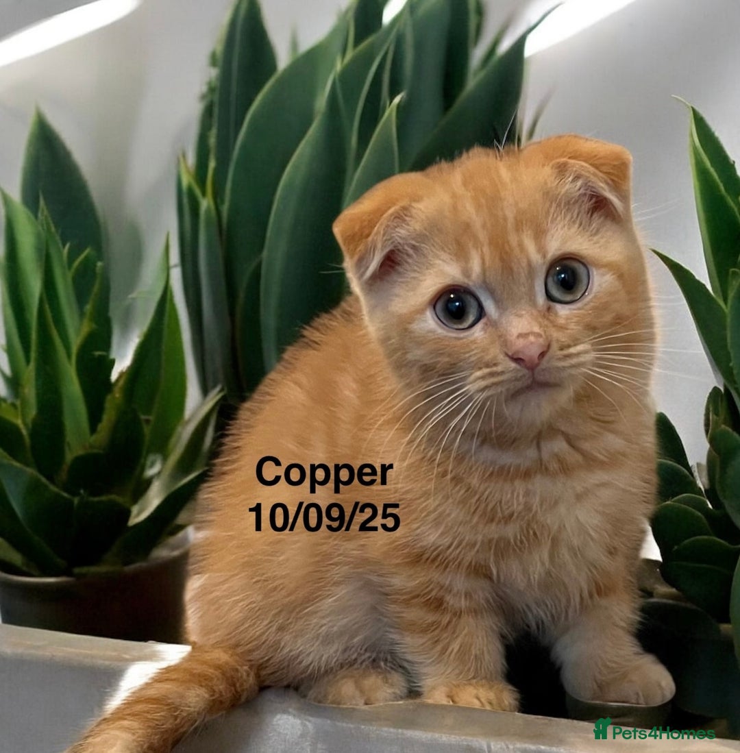Munchkin cats for sale: Exceptional Quality & Extremely Rare Silver Minuet - Image 16