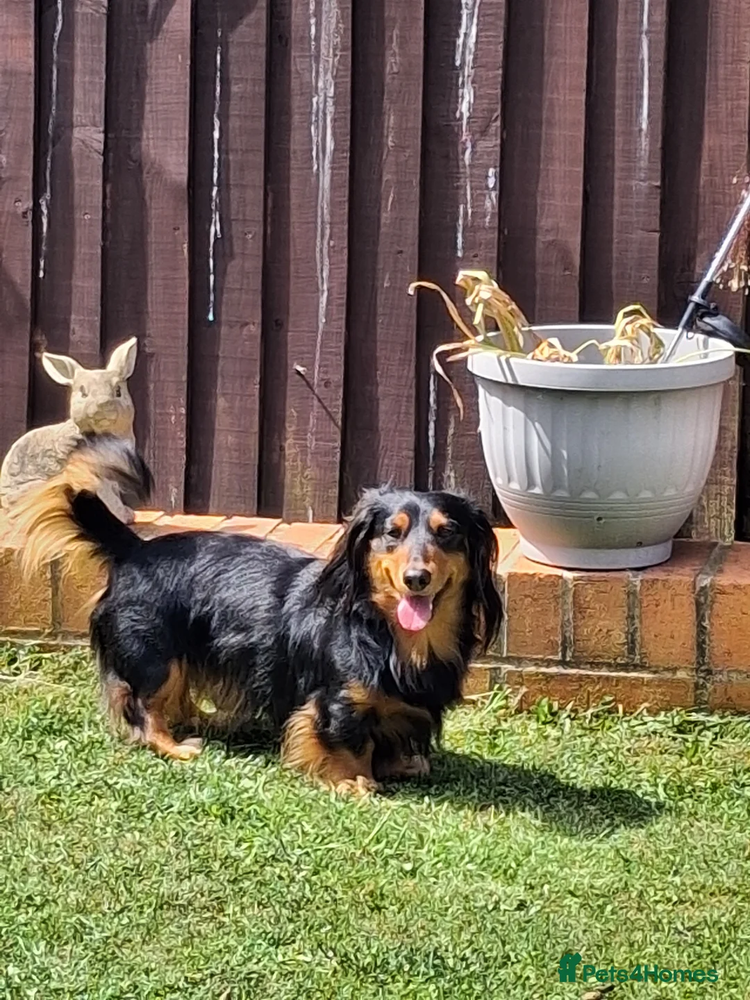 Dachshund dogs for stud: Frankie the long haired minature dachshund - Advert 17
